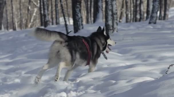 Siberian husky kör i snö — Stockvideo