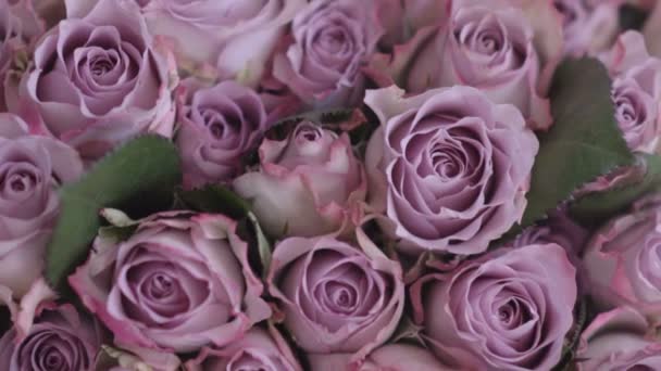 Prachtige roze bloemen — Stockvideo