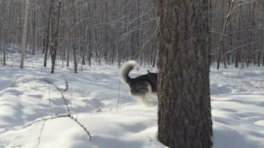 Sibirya husky karda koşma