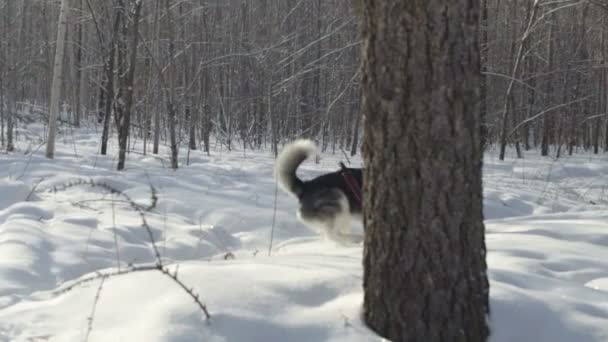 Husky sibérien courir dans la neige — Video