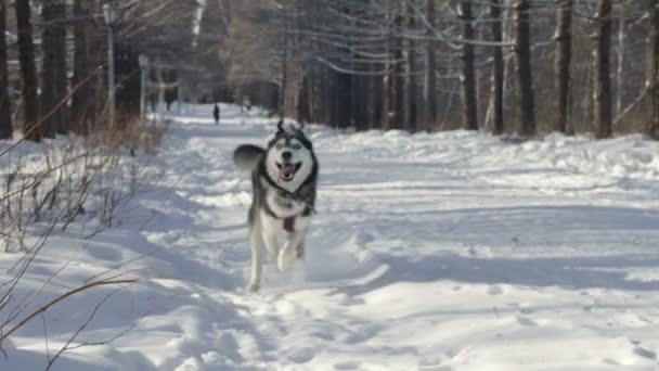 Husky sibérien courir dans la neige — Video