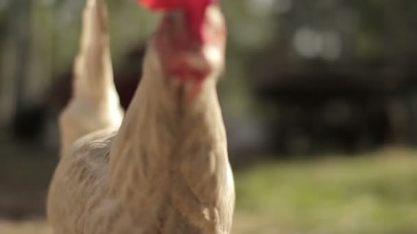 Galinha olhando para a câmera — Vídeo de Stock