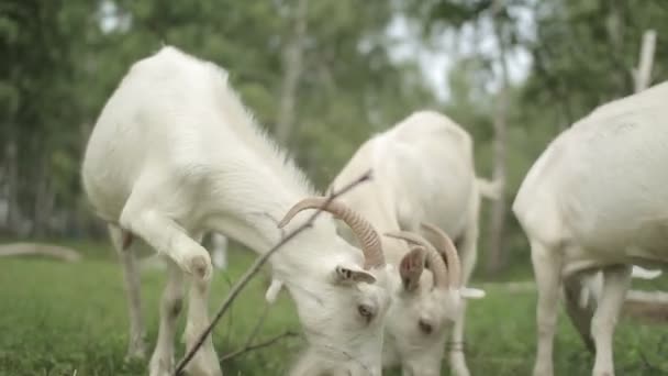 Cabra blanca en un prado — Vídeos de Stock