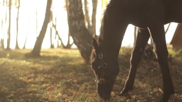 Fohlen und Pferd grasen — Stockvideo
