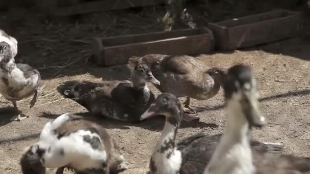 Um bando de patos na gaiola — Vídeo de Stock