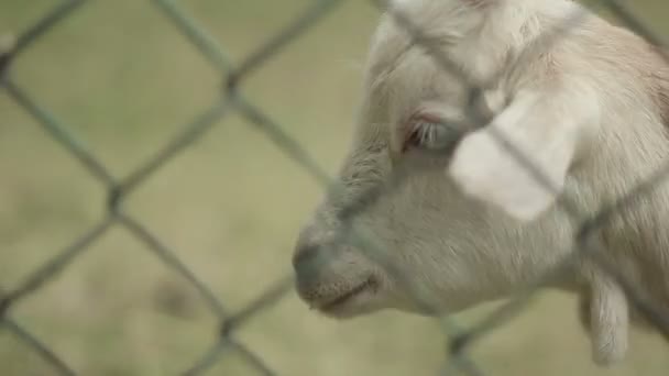 Cabra blanca en un prado — Vídeos de Stock