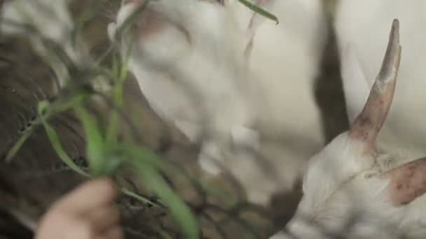 Chèvre blanche sur une prairie — Video