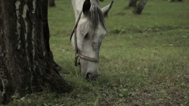 Puledro e cavallo al pascolo — Video Stock