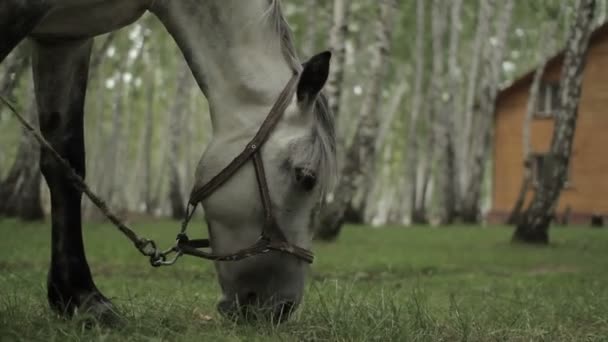 Fohlen und Pferd grasen — Stockvideo