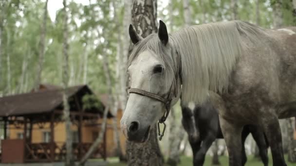 Выпас жеребят и лошадей — стоковое видео