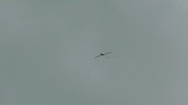 Rusya, Novosibirsk, 31 Temmuz 2016: Havada beyaz planör dönüyor.