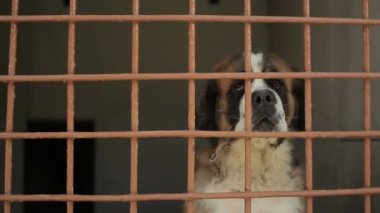 Büyük kuş kafesi St. Bernard köpek havlar ve kuyruğunu wags