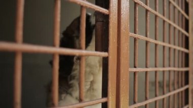 Köpek barınağı. Büyük köpek bir kafeste. Büyük kuş kafesi ile bir köpek. Cynology. Köpek