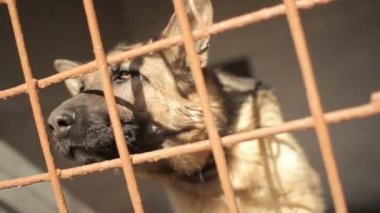 Çoban burun hücreden dışarı çeker. Büyük kuş kafesi ile bir köpek.