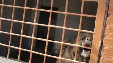 Büyük köpek kafes. Hücrede bir köpek havlaması. Köpek bir kafes içinde.