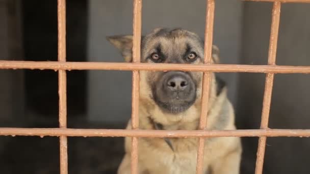 Çoban köpeği hücrede havlıyor. Köpek bir kafeste. Köpek barınağı. — Stok video