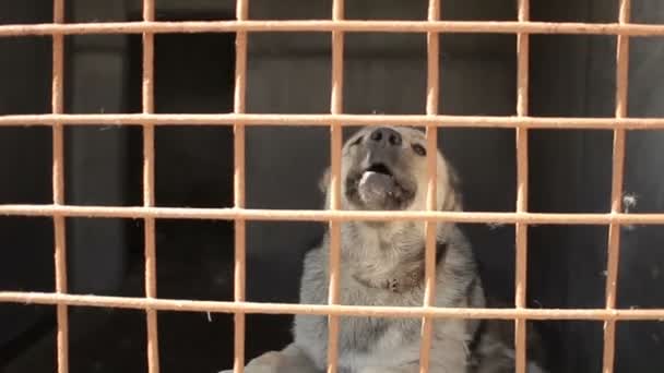 Büyük köpek bir kafeste. Çoban köpeği hücrede havlıyor. Büyük kuş kafesi ile bir köpek — Stok video