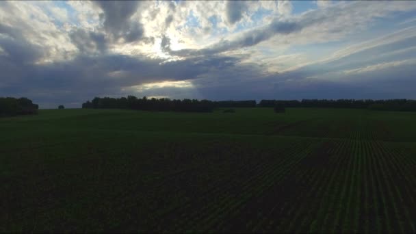 Rusia, junio de 2015: Vista aérea del campo y los campos agrícolas — Vídeos de Stock