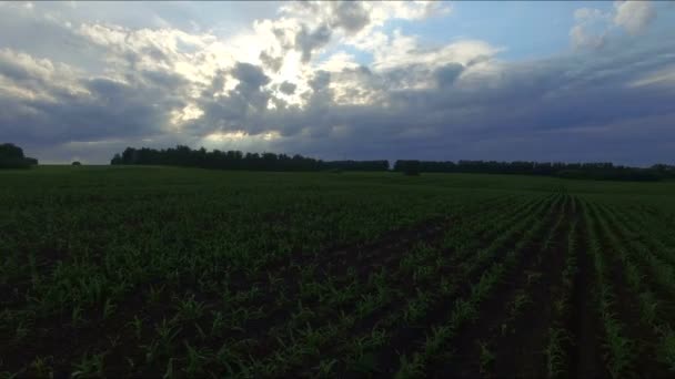 Russia, June 2015: Aerial view of countryside and agricultural fields — Stock Video