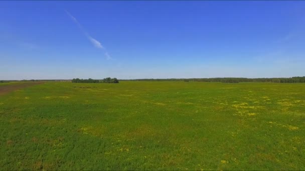 Rusko, červen 2015: Letecký pohled z vrtulníku letní pole — Stock video