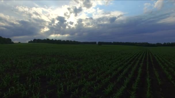 Oroszország, 2015. június: A légi felvétel a rét és a mezőgazdasági területek — Stock videók