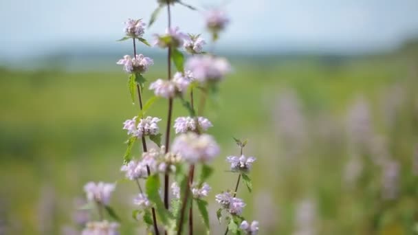 Pradera floreciente. Flores silvestres se balancean en el viento . — Vídeos de Stock