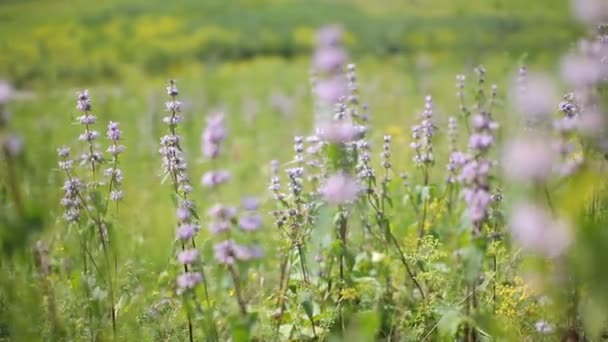 Blooming meadow. Wildflowers sway in the wind. — Stock Video