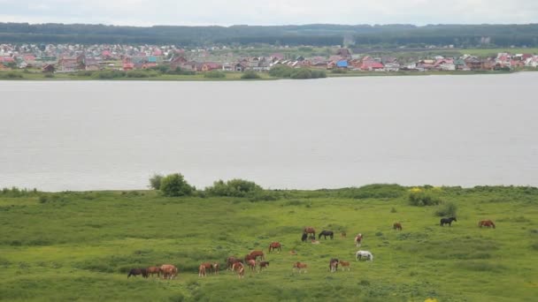 Vista desde la colina hasta el pueblo, el río y los caballos de pastoreo . — Vídeo de stock