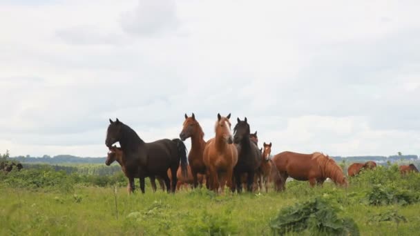 Os cavalos no meio do campo. Manada de cavalos . — Vídeo de Stock