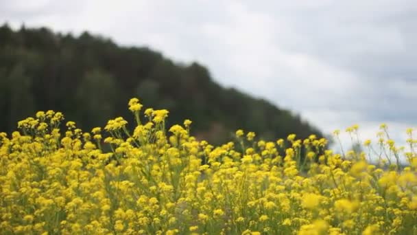 Κίτρινα άνθη του ανέμου. Οι μέλισσες. Αγριολούλουδα — Αρχείο Βίντεο