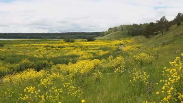 Panorama: uitzicht van de natuur. Groen gras, gele wilde bloemen. — Stockvideo