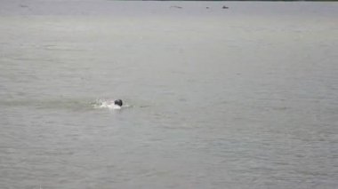 Rusya, Sibirya 2014: nehirde Yüzme dostum. Geniş nehir.