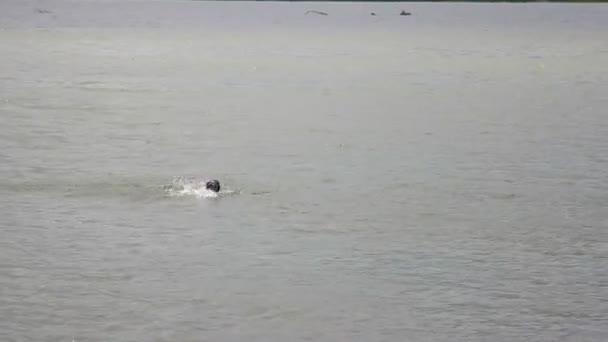 Rusia, Siberia 2014: Hombre nadando en el río. Río ancho . — Vídeos de Stock