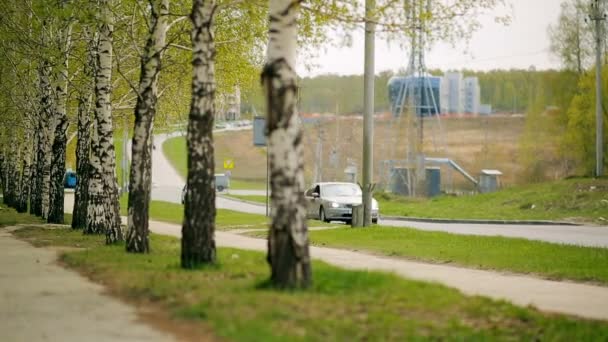 Alley with birch trees. Road, Birch growing on the roadside. City Park — Stock Video