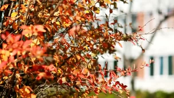 Paisagem de beleza natural. Dia de outono claro. Céu azul, arbusto roxo . — Vídeo de Stock