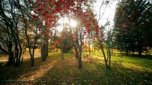 Albero di Rowan nel bellissimo parco autunnale. Cespuglio di Rowan.Giornata d'autunno soleggiata . — Video Stock