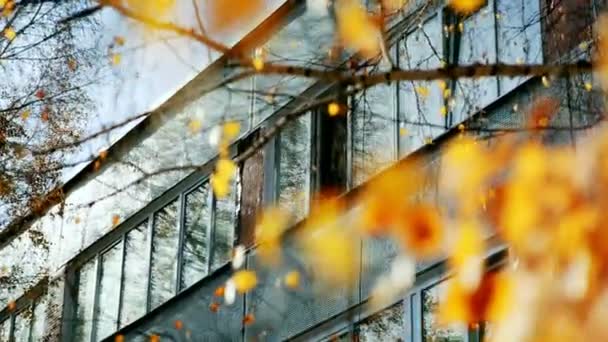 Das Fenster des Gebäudes hinter der Birke. Herbstlicher Stadtpark. — Stockvideo