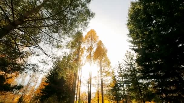 Autumn ensolarado clareira na floresta. Os topos das árvores de outono . — Vídeo de Stock