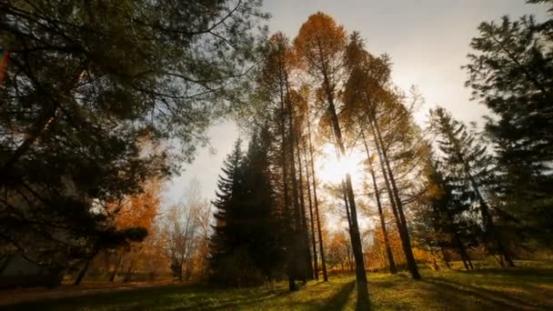 Parte superior de los abedules de otoño con sol brillante. Abeto alto y abedul — Vídeos de Stock