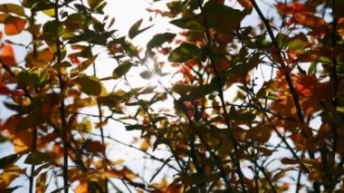 Güneş parlıyor rüzgarda üfleme bırakır. Berrak sonbahar günü.