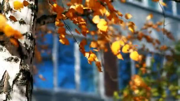 Bouleau avec des feuilles jaunes dans le vent. Feuilles se balançant . — Video