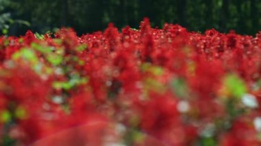 Ateş çiçeği çiçeği. Kırmızı çiçek alan. Kırmızı çiçekli bir flowerbed