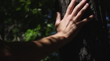 Bir ağaç gövdesi erkek yandan. Güneş ışığı bir ağaç üzerinde yamalari