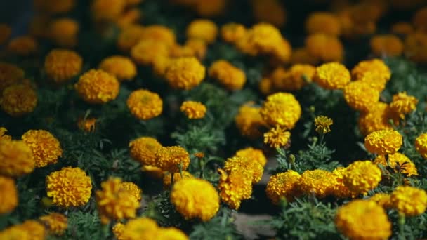 Marigold Flowers, Red Marigolds. Field with orange flowers. Landscaping