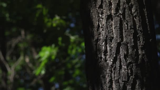 Il tronco dell'albero con il bagliore dei soli. Macchie solari di luce — Video Stock