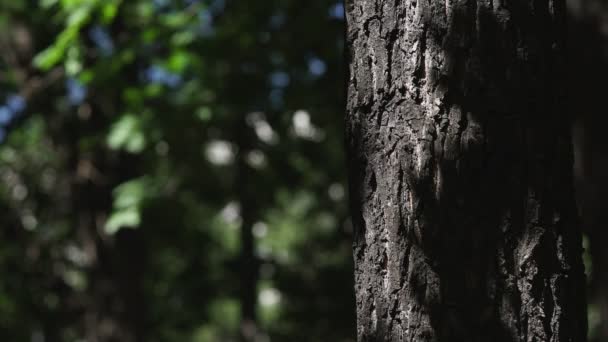 Il tronco dell'albero con il bagliore dei soli. Macchie solari di luce — Video Stock