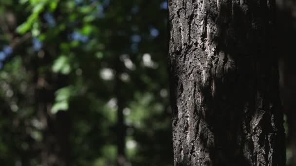 The trunk of the tree with the suns glare. Solar patches of light — Stock Video