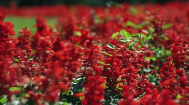 Ateş çiçeği çiçeği. Kırmızı çiçek alan. Kırmızı çiçekli bir flowerbed