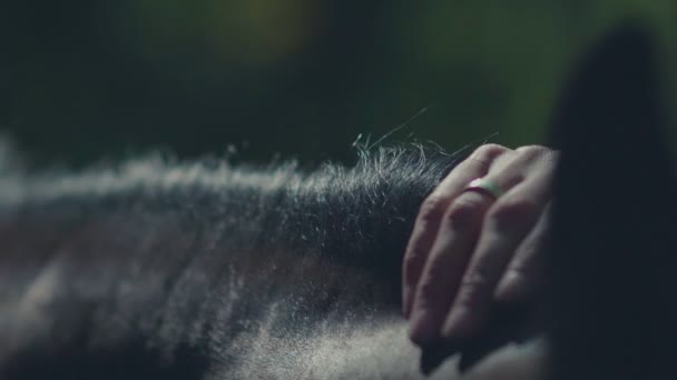 Crin de caballo. Mano de mujer acariciando el caballo. Bozal de un caballo . — Vídeos de Stock