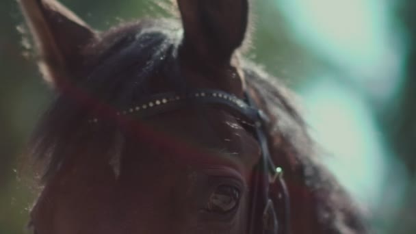 Os olhos do cavalo. Cavalo de focinho. Cavalo Blinking em câmera lenta . — Vídeo de Stock